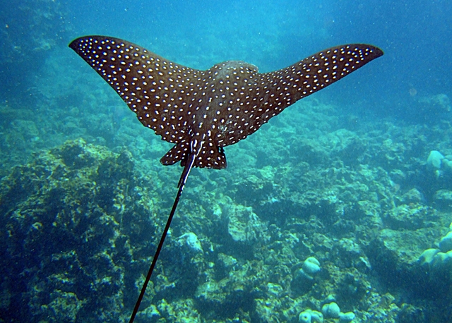 Eagle Ray-Diving in Galapagos